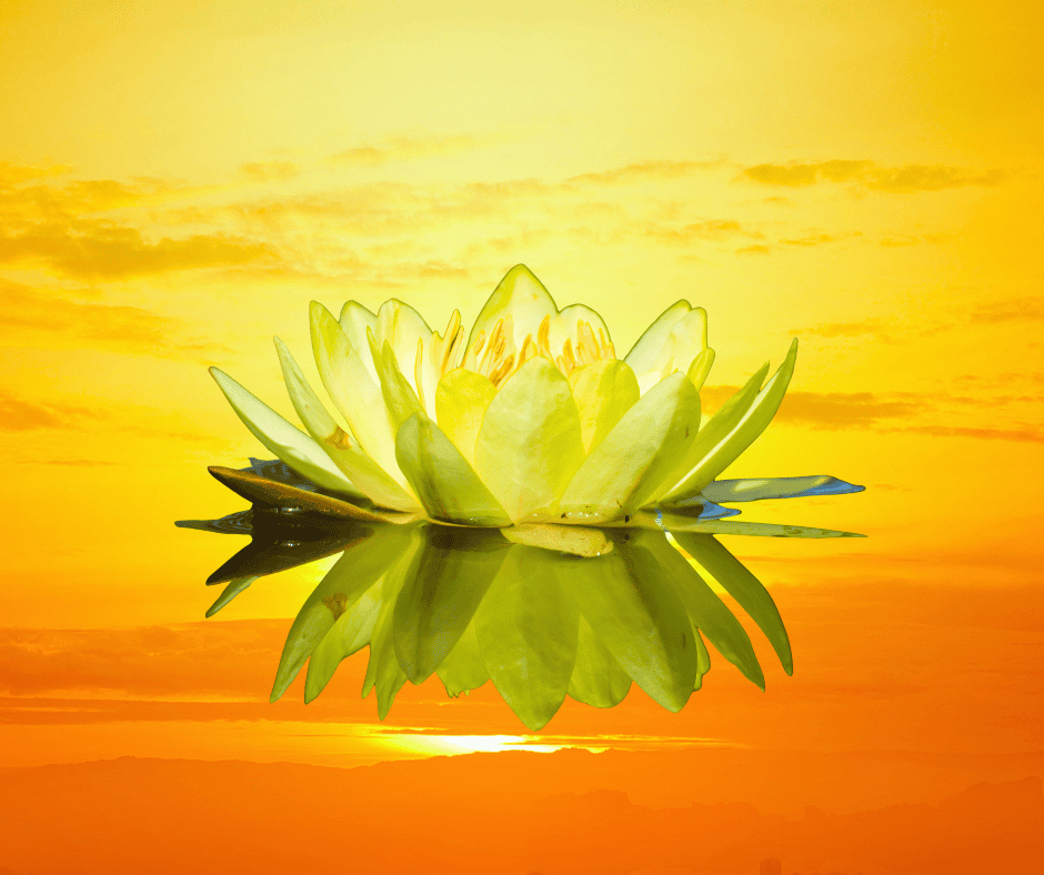 Yellow water lily for the Strength and Vulnerability tantra course