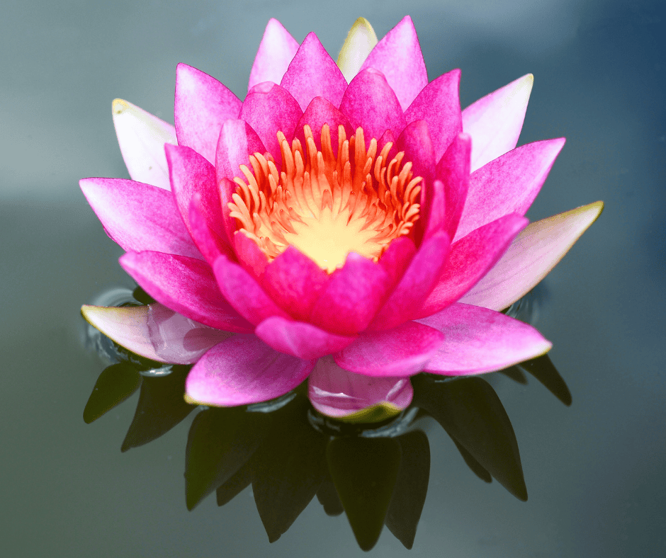 Pink water lily for the Love and Forgiveness tantra course